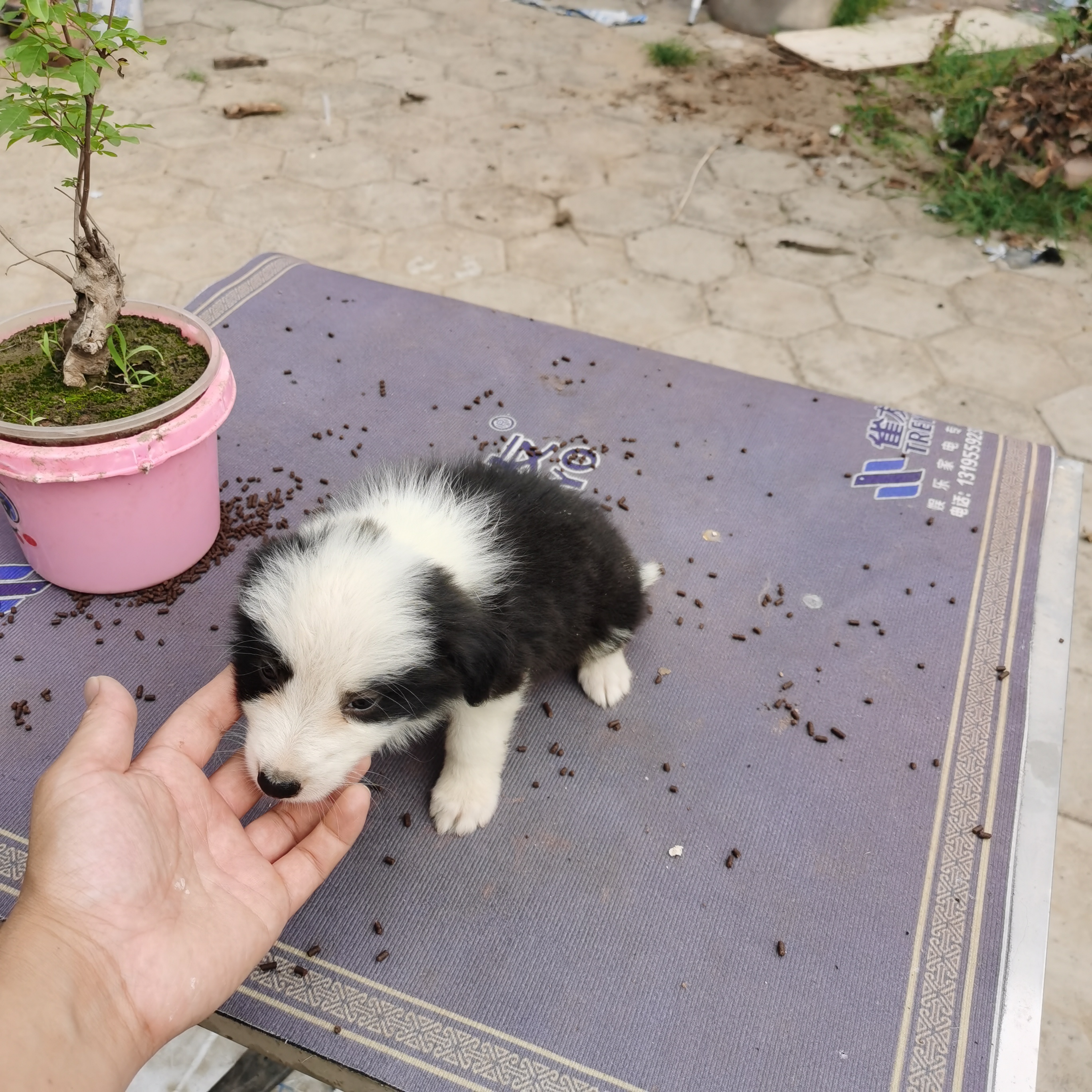 边境牧羊犬